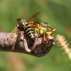 Polistes (Polistes) chinensis at Monash, ACT - 10 Apr 2022