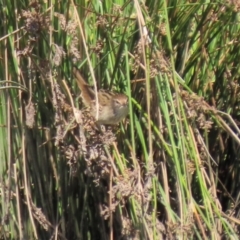 Poodytes gramineus (Little Grassbird) at Monash, ACT - 10 Apr 2022 by RodDeb