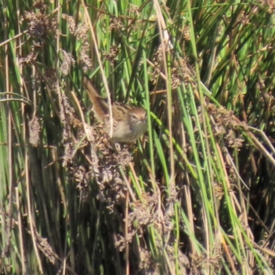 Poodytes gramineus (Little Grassbird) at Monash, ACT - 10 Apr 2022 by RodDeb