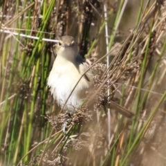 Acrocephalus australis at Monash, ACT - 10 Apr 2022