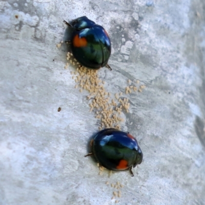 Orcus bilunulatus (Ladybird beetle) at Tuggeranong Creek to Monash Grassland - 10 Apr 2022 by RodDeb