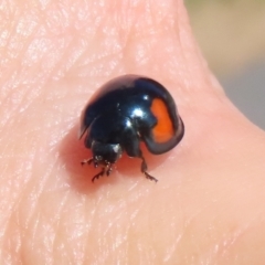 Orcus bilunulatus at Monash, ACT - 10 Apr 2022 12:50 PM