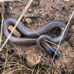 Parasuta dwyeri (Dwyer's Black-headed Snake) at Sutton, NSW - 9 Apr 2022 by Whirlwind
