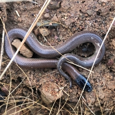 Parasuta dwyeri (Dwyer's Black-headed Snake) at Sutton, NSW - 9 Apr 2022 by Whirlwind