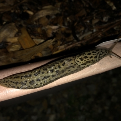 Limax maximus (Leopard Slug, Great Grey Slug) at Sutton, NSW - 20 Mar 2022 by Whirlwind