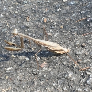 Pseudomantis albofimbriata at Acton, ACT - 10 Apr 2022 12:17 PM