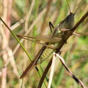 Conocephalus semivittatus at Kaleen, ACT - 11 Apr 2022