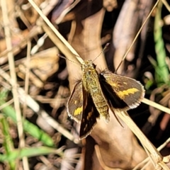 Taractrocera papyria (White-banded Grass-dart) at Kaleen, ACT - 11 Apr 2022 by trevorpreston