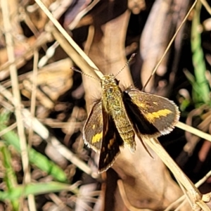 Taractrocera papyria at Kaleen, ACT - 11 Apr 2022