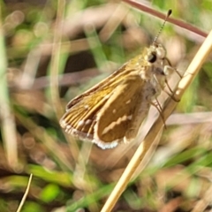 Taractrocera papyria at Kaleen, ACT - 11 Apr 2022