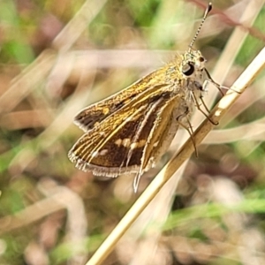 Taractrocera papyria at Kaleen, ACT - 11 Apr 2022