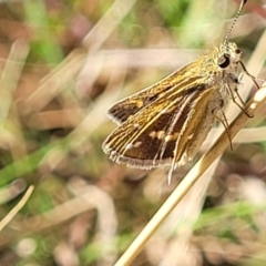 Taractrocera papyria at Kaleen, ACT - 11 Apr 2022