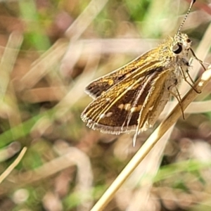 Taractrocera papyria at Kaleen, ACT - 11 Apr 2022