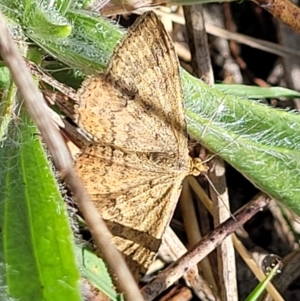 Scopula rubraria at Kaleen, ACT - 11 Apr 2022