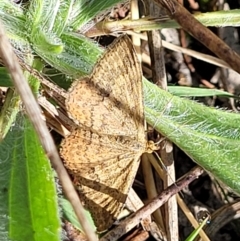 Scopula rubraria at Kaleen, ACT - 11 Apr 2022