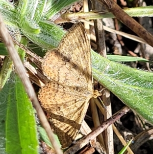 Scopula rubraria at Kaleen, ACT - 11 Apr 2022