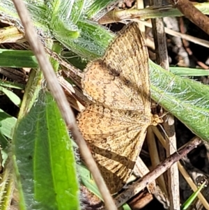 Scopula rubraria at Kaleen, ACT - 11 Apr 2022