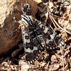 Apina callisto (Pasture Day Moth) at Kaleen, ACT - 11 Apr 2022 by trevorpreston