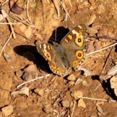 Junonia villida (Meadow Argus) at O'Connor Ridge to Gungahlin Grasslands - 11 Apr 2022 by trevorpreston