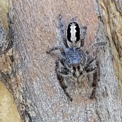 Sandalodes superbus (Ludicra Jumping Spider) at O'Connor Ridge to Gungahlin Grasslands - 11 Apr 2022 by trevorpreston