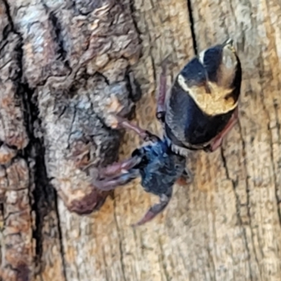 Apricia jovialis (Jovial jumping spider) at O'Connor Ridge to Gungahlin Grasslands - 11 Apr 2022 by trevorpreston