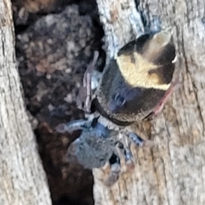 Apricia jovialis at Kaleen, ACT - 11 Apr 2022