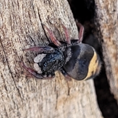 Apricia jovialis at Kaleen, ACT - 11 Apr 2022