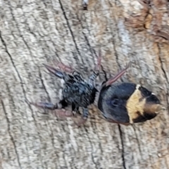 Apricia jovialis at Kaleen, ACT - 11 Apr 2022