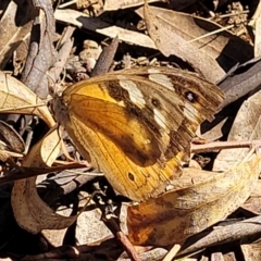 Heteronympha merope (Common Brown Butterfly) at Kaleen, ACT - 11 Apr 2022 by trevorpreston
