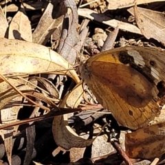 Heteronympha merope at Kaleen, ACT - 11 Apr 2022