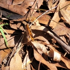 Heteronympha merope at Kaleen, ACT - 11 Apr 2022