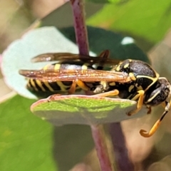 Polistes (Polistes) chinensis (Asian paper wasp) at Kaleen, ACT - 11 Apr 2022 by trevorpreston