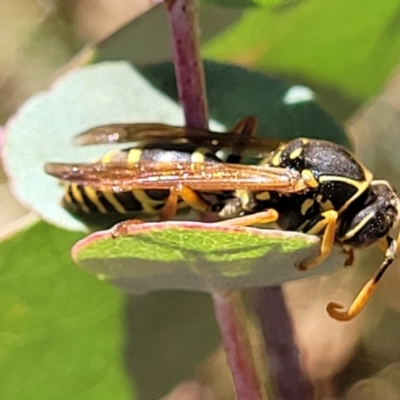 Polistes (Polistes) chinensis (Asian paper wasp) at Kaleen, ACT - 11 Apr 2022 by trevorpreston