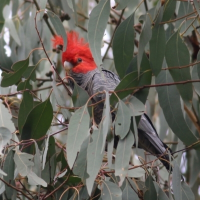 Callocephalon fimbriatum (Gang-gang Cockatoo) at Yackandandah, VIC - 11 Apr 2022 by KylieWaldon