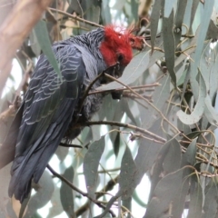 Callocephalon fimbriatum (Gang-gang Cockatoo) at Yackandandah, VIC - 11 Apr 2022 by KylieWaldon