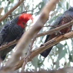 Callocephalon fimbriatum (Gang-gang Cockatoo) at Yackandandah, VIC - 11 Apr 2022 by KylieWaldon