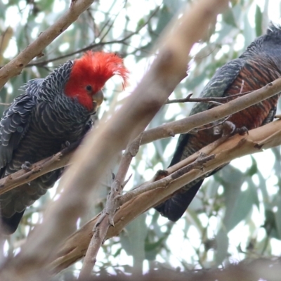 Callocephalon fimbriatum (Gang-gang Cockatoo) at Yackandandah, VIC - 11 Apr 2022 by KylieWaldon