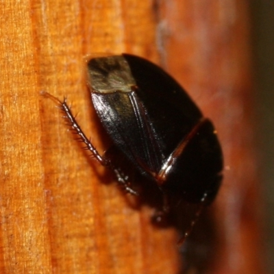 Adrisa sp. (genus) at Tathra, NSW - 18 Mar 2022 by KerryVance2