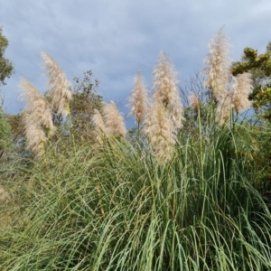 Cortaderia selloana at Jerrabomberra, ACT - 11 Apr 2022