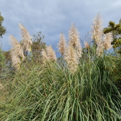 Cortaderia selloana (Pampas Grass) at Wanniassa Hill - 11 Apr 2022 by Mike
