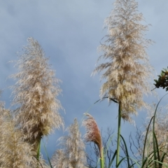 Cortaderia selloana at Jerrabomberra, ACT - 11 Apr 2022