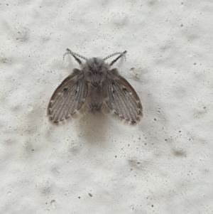 Psychodidae sp. (family) at Turner, ACT - 11 Apr 2022