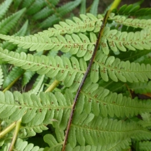 Cyathea australis subsp. australis at Creewah, NSW - 9 Apr 2022