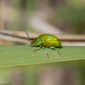 Calomela pallida at Acton, ACT - 11 Apr 2022