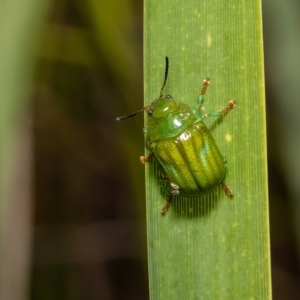 Calomela pallida at Acton, ACT - 11 Apr 2022