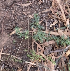 Solanum triflorum at Watson, ACT - 11 Apr 2022