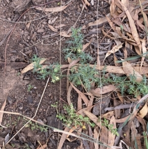 Solanum triflorum at Watson, ACT - 11 Apr 2022