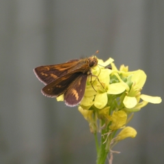 Taractrocera papyria (White-banded Grass-dart) at Kambah, ACT - 10 Apr 2022 by MatthewFrawley