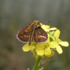 Taractrocera papyria at Kambah, ACT - 10 Apr 2022