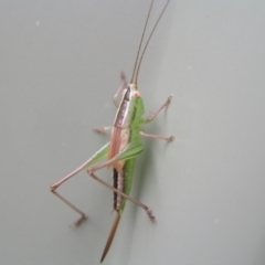 Conocephalus semivittatus at Kambah, ACT - 10 Apr 2022